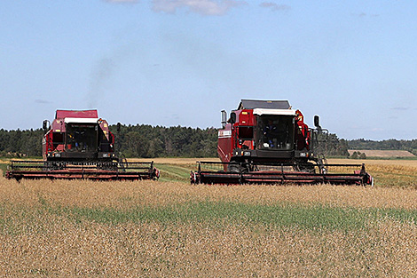 Belarus’ grain crop reaches 6.6m tonnes