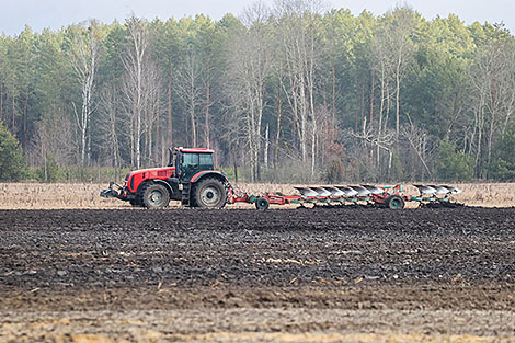 Nearly 35,000ha of land planted with early spring grains, legumes in Belarus