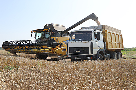 Some 5.7 million tonnes of grain threshed in Belarus