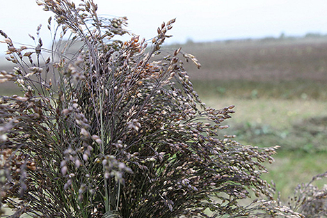 Millet harvesting complete in Belarus