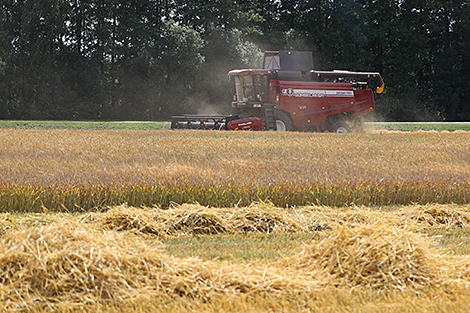 Nearly 30% of grain crops harvested in Belarus