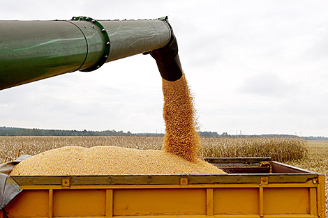 Over 4.5m tonnes of grain, including rapeseed, harvested in Belarus