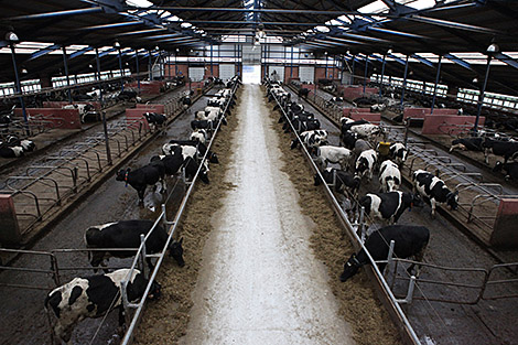 Minsk to host Agriculture in Belarus. Meat Farm international forum on 8 December