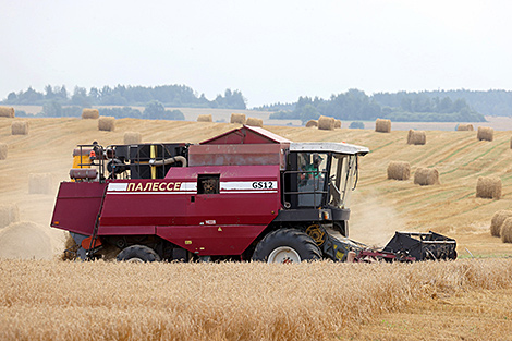 Ten million tonnes of grain, including rapeseed and maize, threshed in Belarus