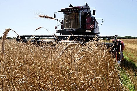Nearly 5.4m tonnes of grain, including rapeseed, threshed in Belarus