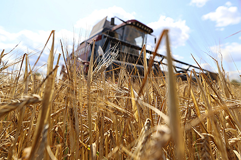 Belarus’ grain harvest exceeds 5.6m