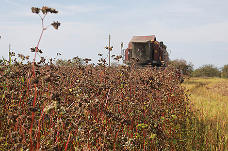Buckwheat harvest in Belarus reaches 6,500 tonnes