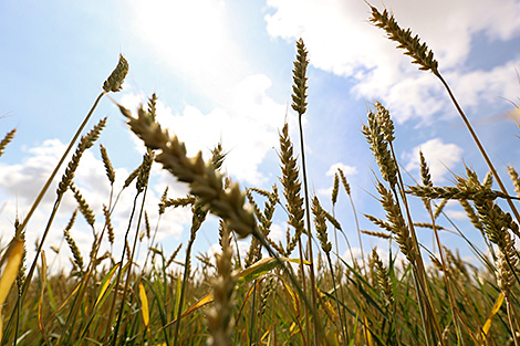 Over 90% of area under grain, leguminous crops harvested in Belarus