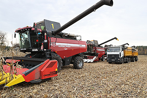 Belarus’ grain harvest reaches 9.2m tonnes