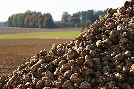 Belarus harvests over 2.5m tonnes of sugar beet