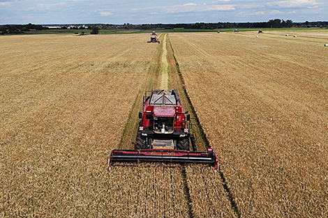 Belarus’ harvest reaches 9m tonnes of grain