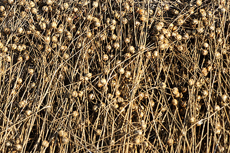 Flax straw harvest in Belarus exceeds 64,000t