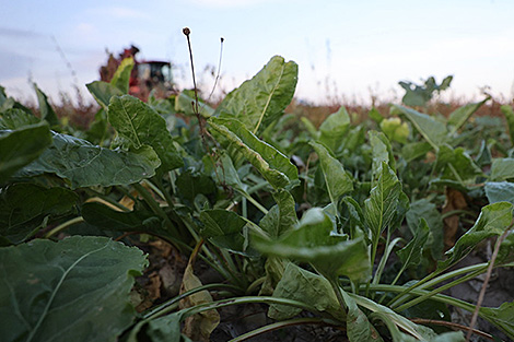 Over 4.9m tonnes of sugar beet harvested in Belarus