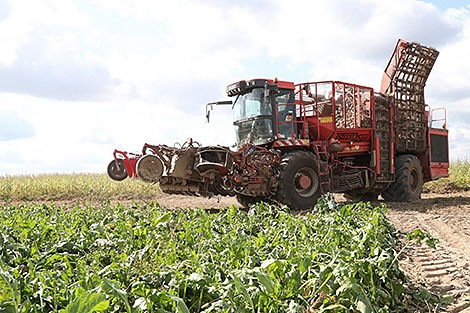 Belarus’ sugar beet harvest exceeds 900,000t
