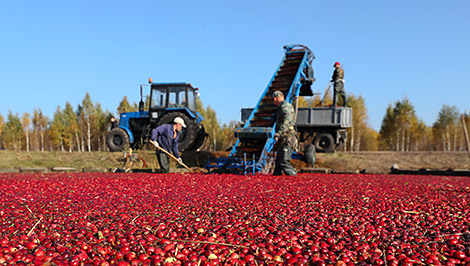 Belarus among world’s largest producers of flax fiber, rye, cranberries