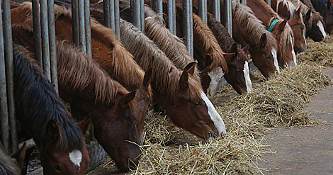 Belarus expects to earn $2m on breeding cattle export