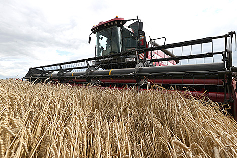 Belarus’ harvest reaches 7m tonnes of grain