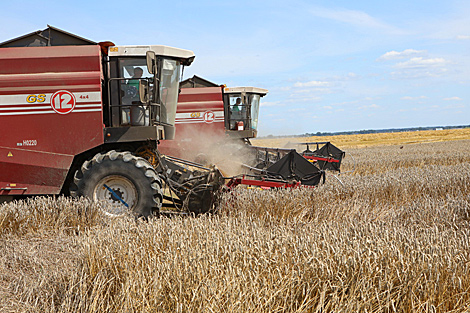Belarus harvests over 6m tonnes of grain