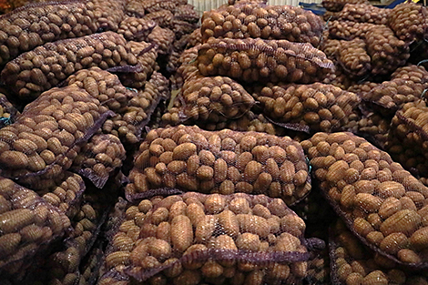 Potato harvesting in progress in Belarus