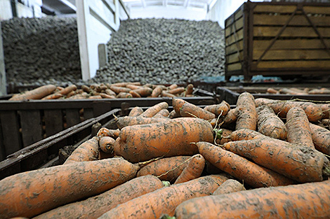 Belarus harvests over 174,000 tonnes of vegetables