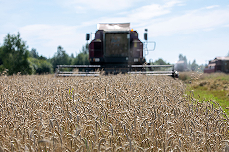 Nearly 7.9m tonnes of grain harvested in Belarus