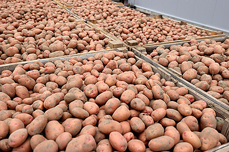 В Беларуси накопано более 43,5 тыс. тонн картофеля