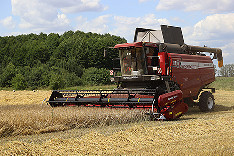 В Беларуси намолочено 6 млн тонн зерна с учетом рапса