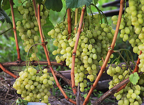 Белорусско-молдавское СП планирует выращивать виноград и производить коньяк в Брестской области