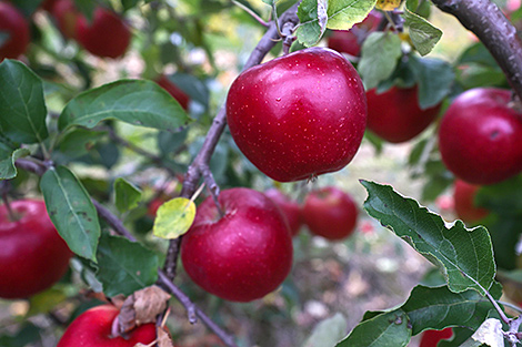 В Беларуси вывели новые сорта фруктов, ягод и орехов