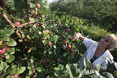 Лукашенко поручил белорусским аграриям заняться обновлением садов