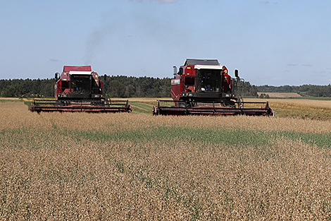 В Беларуси намолочено более 6,8 млн тонн зерна с учетом рапса