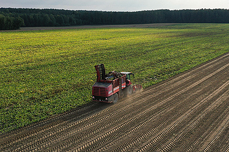 В Беларуси собрано более 123 тыс. т овощей