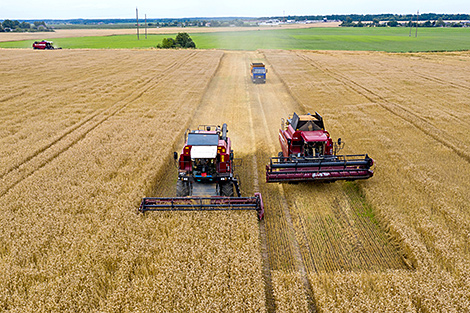 Аграрии Беларуси намолотили более 6,37 млн тонн зерна с учетом рапса