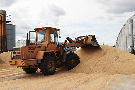 Беларусь не планирует экспортировать зерно и будет использовать его для животноводства
