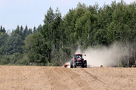 Озимый рапс на зерно в Беларуси посеян на 97% запланированных площадей