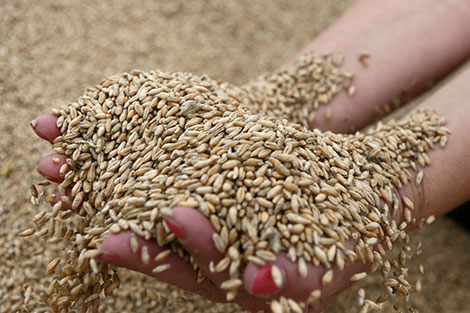 Беларусь планирует в 2020 году получить более 8 млн т зерна