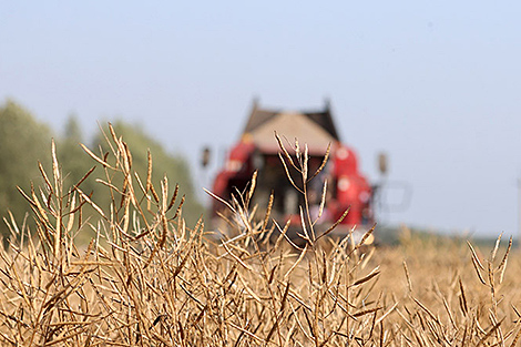 Хозяйства Беларуси намолотили почти 7452 тыс. тонн зерна, включая рапс