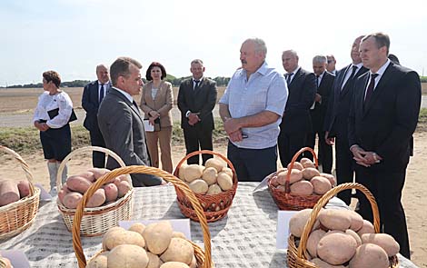 Лукашенко: надо нарастить экспорт картофеля, такого вкусного за границей мало
