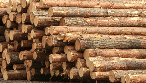Лукашенко предложил построить в Гродненской области предприятия по переработке древесины