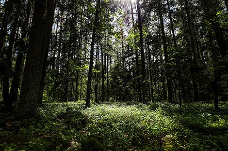 В Каменецком районе туристам предлагают прогуляться по грабовому лесу