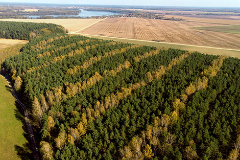 Пермский край заинтересован в сотрудничестве с Беларусью в сфере лесного хозяйства