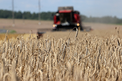 Шестой миллион тонн зерна намолочен в Беларуси