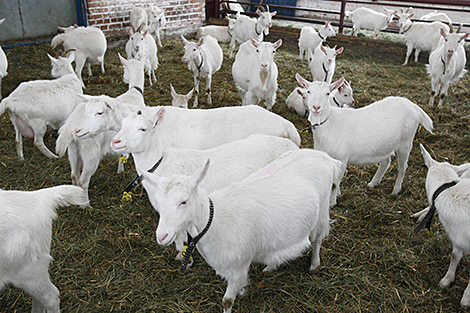 Лактоферрин из молока трансгенных коз: в НАН обсуждают внедрение результатов союзных программ
