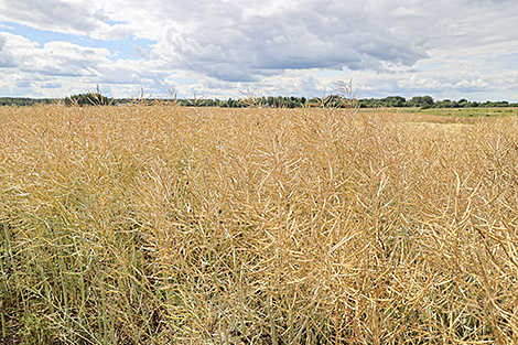 Белорусские ученые в этом году вывели сорта зерновых с урожайностью до 100 ц/га