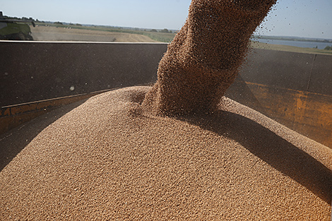 У Беларусі намалочана 8,3 млн тон збожжа з улікам рапсу і кукурузы