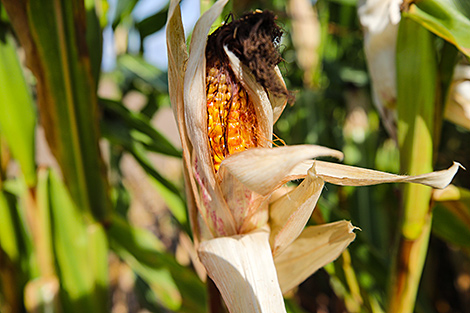 У Беларусі намалочана больш за 28 тыс. тон зерня кукурузы