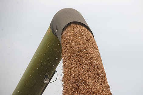 У Беларусі намалочана больш за 1,9 млн тон зерня кукурузы