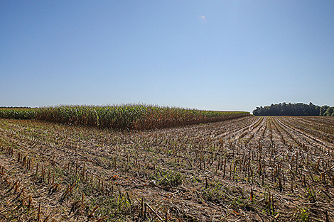 У Беларусі намалочана больш за 537 тыс. тон зерня кукурузы