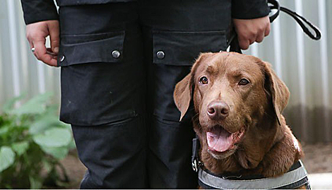 Около 100 служебных собак задействованы для охраны порядка на объектах II Европейских игр