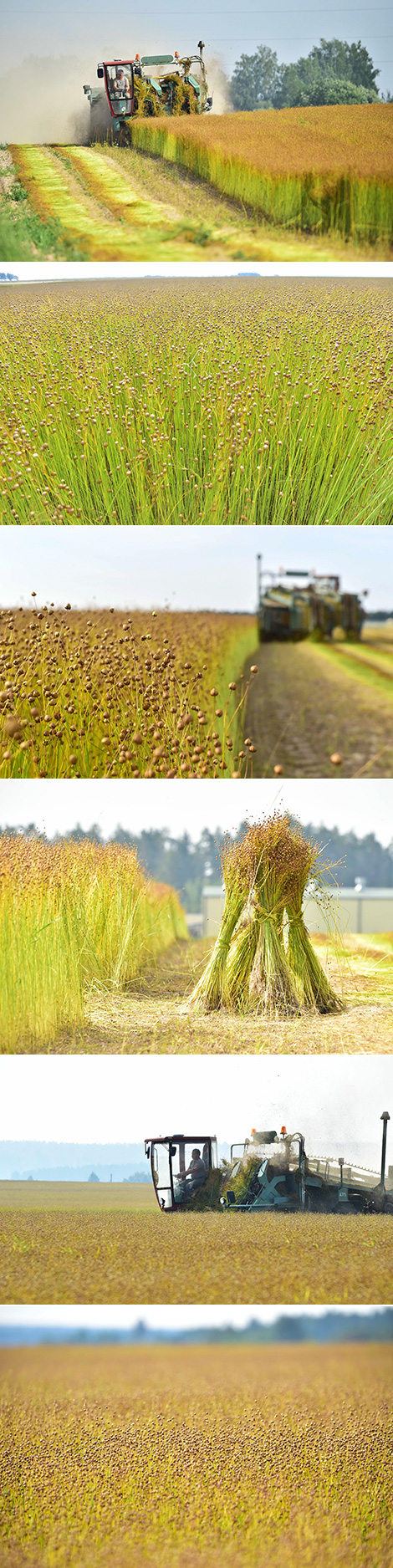 Lukashenko sees good prospects for raising flax growing efficiency in Belarus